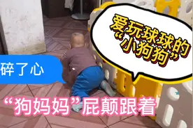 我家小奶狗爬呀爬，捡起什么都要吃，只能屁颠屁颠跟着，有同款吗视频封面
