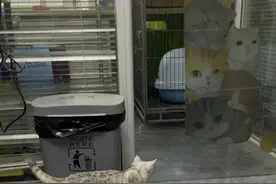 优米住院第四天，指标正常，明天就能出院啦