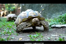 10个笑的肚子疼的笑话视频封面
