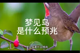 梦见鸟是什么预兆