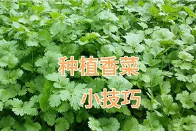香菜别再用化肥了，只要这样浇一浇，香菜长得快