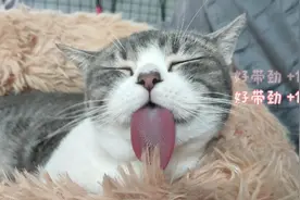 自从养了猫，特别喜欢看猫睡觉的样子，太治愈了！