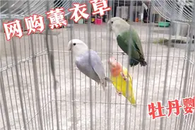 网上买了一只薰衣草牡丹鹦鹉，店家还送了一只绿金顶，绝对白赚了视频封面