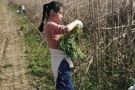 想看看洞庭湖畔的野生蓠蒿长什么样子吗？视频封面