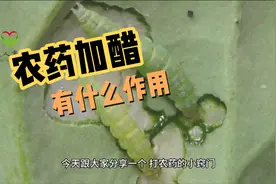 打农药时加点醋！究竟有什么用？视频封面