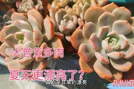 分享6款大普货多肉，适合南方一年四季露养，有些多肉状态更美了视频封面