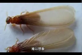 难以想象！一男子通过挖白蚁，竟然挖出了一个巨型钻石宝矿！视频封面