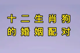 十二生肖，狗的婚姻配对视频封面