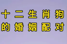 十二生肖，狗的婚姻配对视频封面