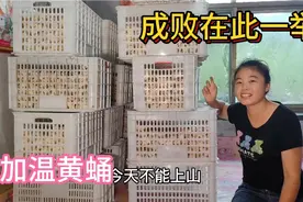 东北养蚕，蚕宝宝吐丝做茧全不卖，自己加温黄蛹，成败在此一举视频封面