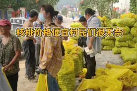 走进石家庄鹿泉有名的核桃村——山南张庄村，探访今年核桃价格！视频封面
