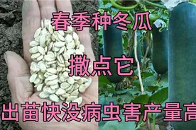 春季种冬瓜，坑里撒点东西，出苗快没病虫害产量高视频封面