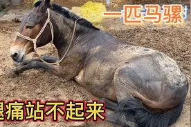 马骡腿痛站不起来，必须让马站起来这是为了好卖，其实是匹骏马