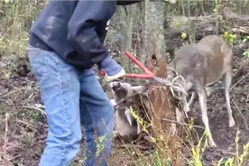 两只小鹿的角被铁丝缠绕在树上，好心大叔拿着钳子解救!视频封面