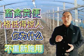 大姜种植大棚使用畜禽粪便，可节约大量种植成本，不妨你也试一下视频封面