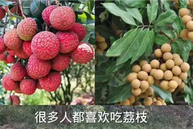 南方特产荔枝和龙眼的区别，你了解多少呢？更多详细了解在此
