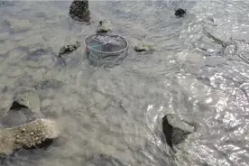 大保用多宝鱼作为螃蟹笼的诱饵，吸引来很多老螃蟹被一锅端视频封面