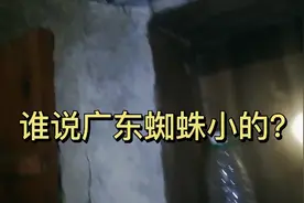 广东农村，现大蜘蛛，变异的？谁说广东蜘蛛都很小的小吗？挑战下