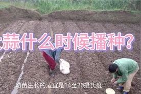 大蒜什么时候播种？视频封面