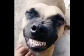 狗狗🐶的搞笑表情包视频封面