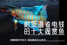 耐低温省电费的十种观赏鱼视频封面