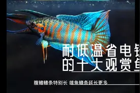 耐低温省电费的十种观赏鱼视频封面
