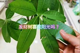 发财树喜光，但一年四季光照方式有不同视频封面