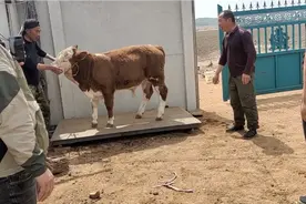 朋友们，14000的牛 看看有多重，我猜410，你们猜多少呢？