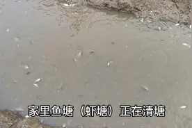 6月5号小龙虾塘口清塘，成百上千斤鲫鱼药了，钓鱼人直呼可惜视频封面