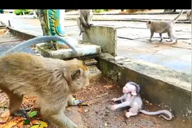 Baby monkey 調皮搗蛋  小猴子好調皮视频封面