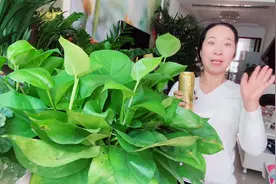 啤酒可以浇绿萝吗？视频封面