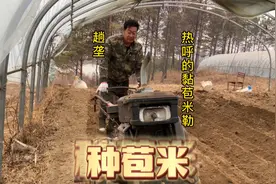 东北农村把大棚种上黏苞米这几天忙种晚了 过两月就能吃黏苞米了视频封面