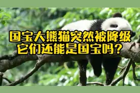 国宝大熊猫突然被降级，它们还能是国宝吗？视频封面