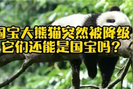 国宝大熊猫突然被降级，它们还能是国宝吗？视频封面