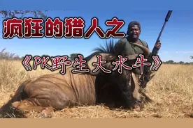 在非洲大草原上如何狩猎一头野生大水牛而不被牛群围攻？视频封面