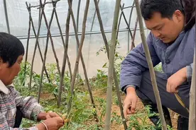 大棚番茄打完坐果灵，一夜之间叶子枯萎，小伙手足无措，这可咋办视频封面