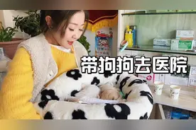 毛孩子一天比一天大，感觉吃不饱了，今天带他们去医院看看视频封面