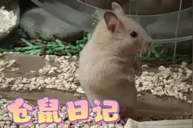 仓鼠日记-造窝视频封面