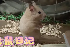 仓鼠日记-造窝视频封面