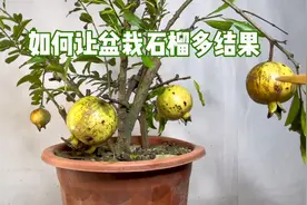 如何让盆栽石榴多结果？只需注意这5点！很实用，赶紧看看视频封面