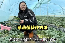 草莓苗栽种和养护方法，栽一盆繁育二十盆在家也可以吃上香甜草莓视频封面
