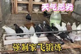 鸽子健康不爱飞，可以考虑用此方法，家飞2小时不停歇不成问题视频封面