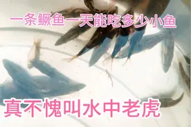 一条小鳜鱼一天能吃多少小鱼？老吴做了个小实验，结果大吃一惊！视频封面
