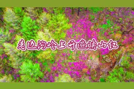 五一假期好去处，老边沟岭上开遍映山红，踏青、赏花、登山真好视频封面