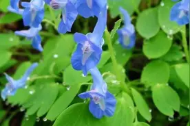 元胡，止痛之良药