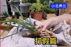 开箱莲瓣兰“大雪素”，兰花打假须亲身体验，兰友们不要被骗了。视频封面