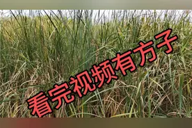 手癣 看完视频就可以治好了@头条创作者变现小助手 @今日头条视频封面
