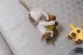 搞事情吸引人注意力