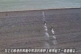 四分钟生死时速，野兔被猎犬疯狂追逐，谁会获得最终的胜利视频封面