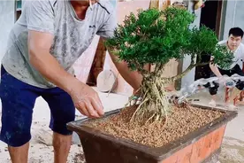 价值上万的米叶黄杨盆景，老王养了10个年头视频封面